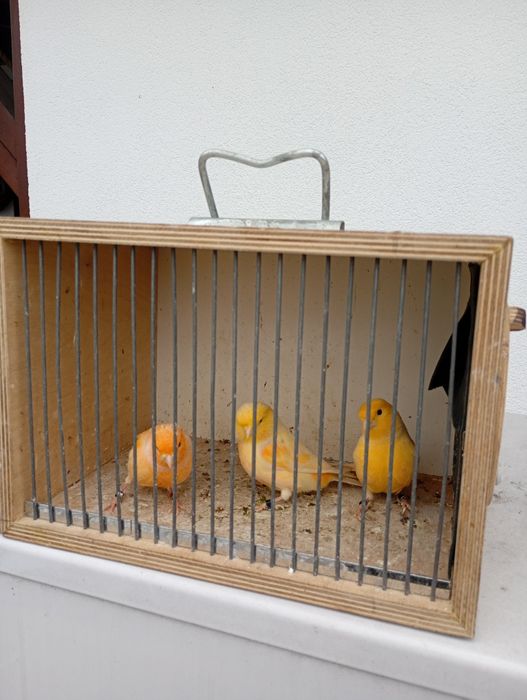 Sprzedam kanarki samce 70zł