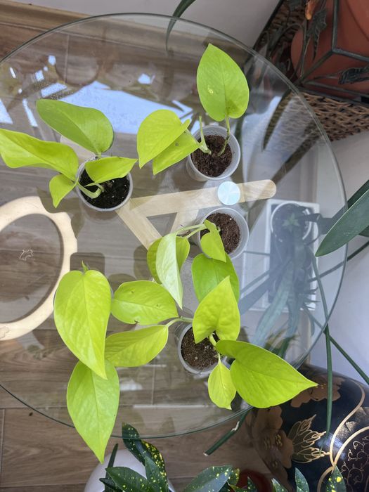 Сциндапсус епіпремнум Golden Pothos,