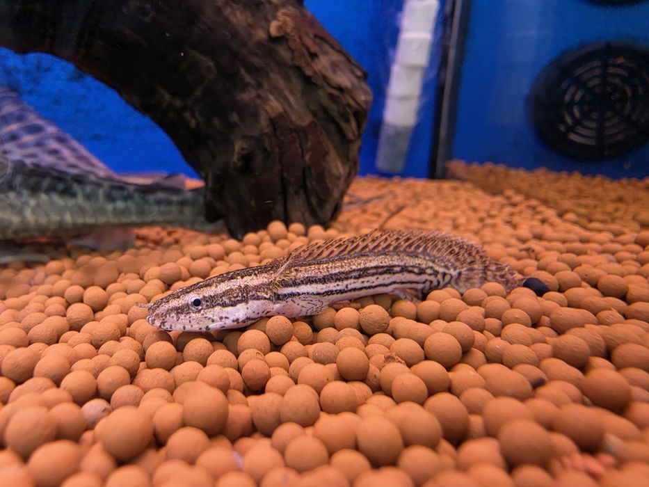 Polypterus Lapradei