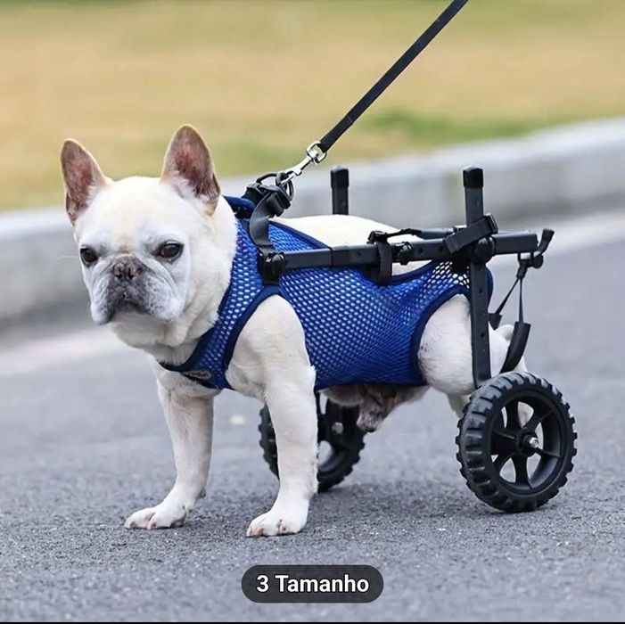Cadeira de rodas para cachorro.