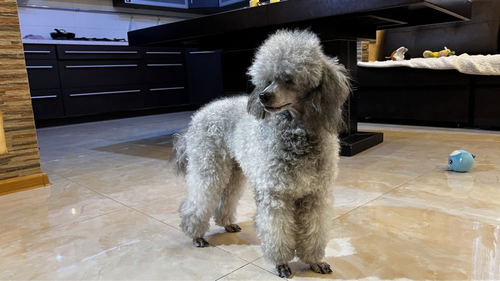 В‘язка Пуделя