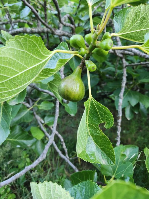 Quinta com vista para a Cova da Beira