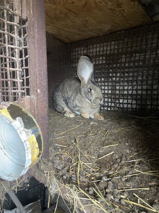 Кролі бельгійчькій фландер