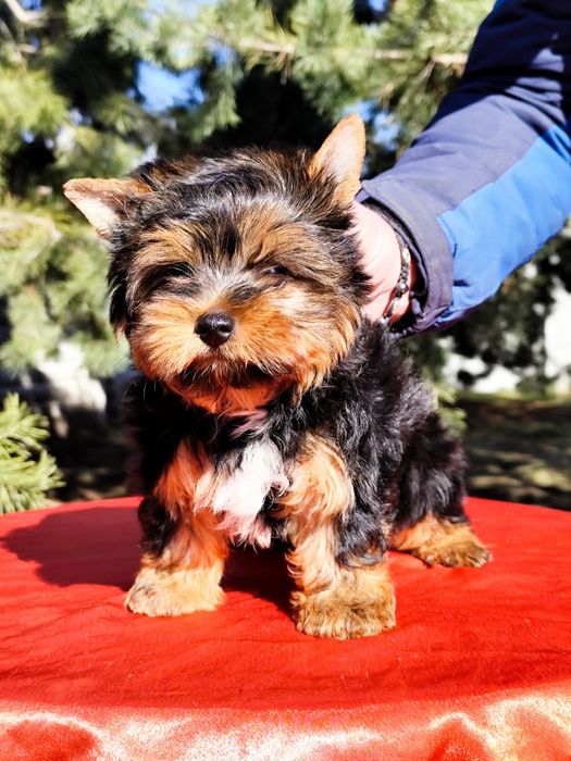 Красень хлопчик йорк