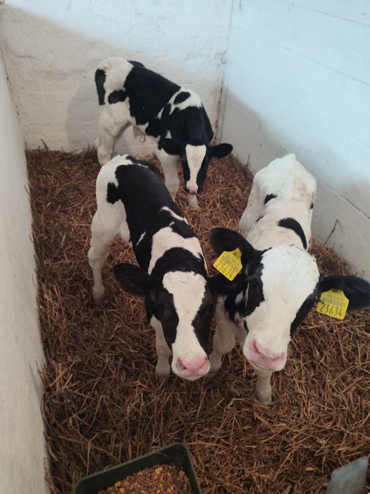 Byczek - Cielak 5 sztuk