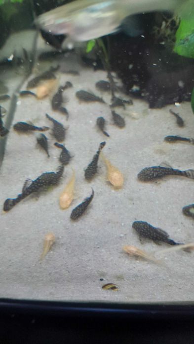 Ancystrus Albinos de criação própria