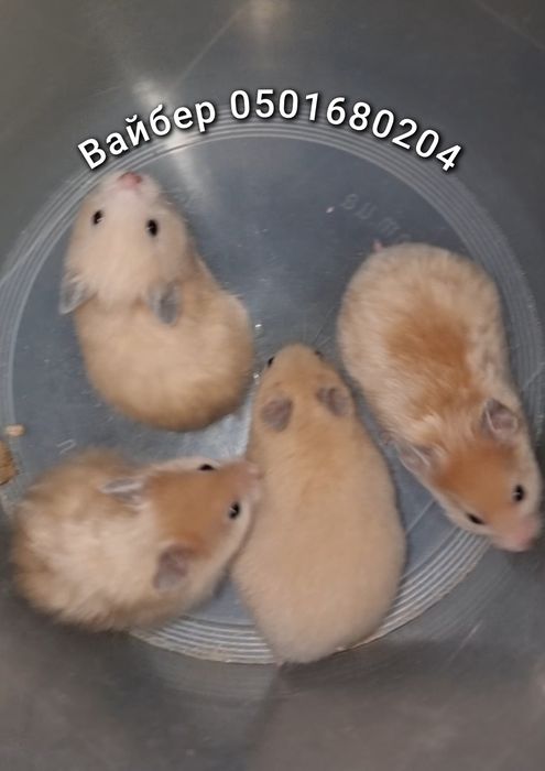 Хомячки атласные персиковые королевские золотые хомячки джунгарские