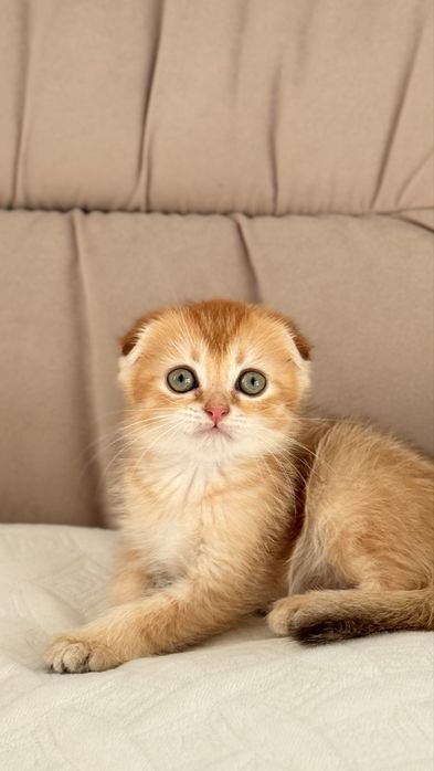 Осінні антидеприсанти