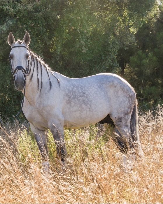 Cavalo Cruzado lusitano