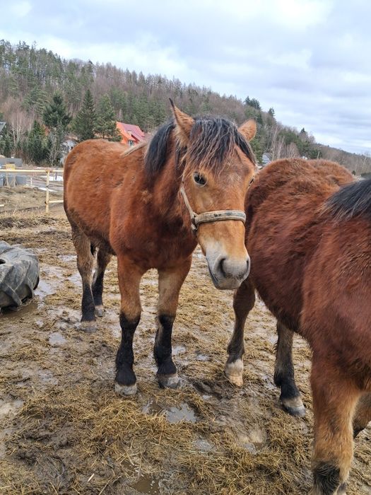 Klacze sztumskie po rodzicach programowych