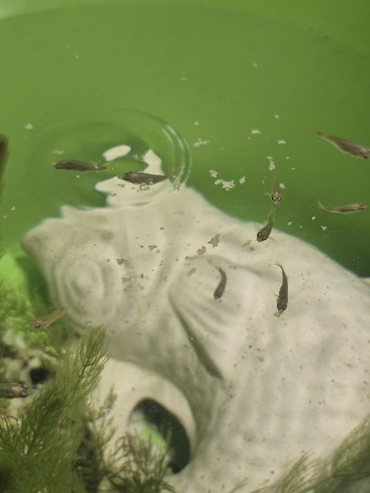 Хроміс красень 1,5-2см