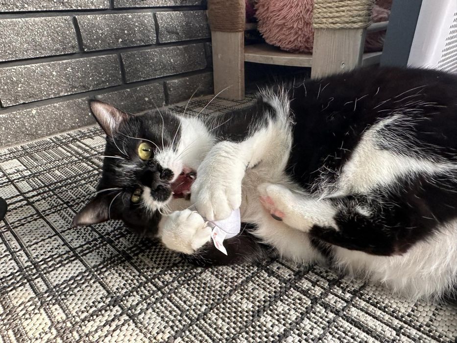 Моніка, кішка стерилізована, чудовий характер