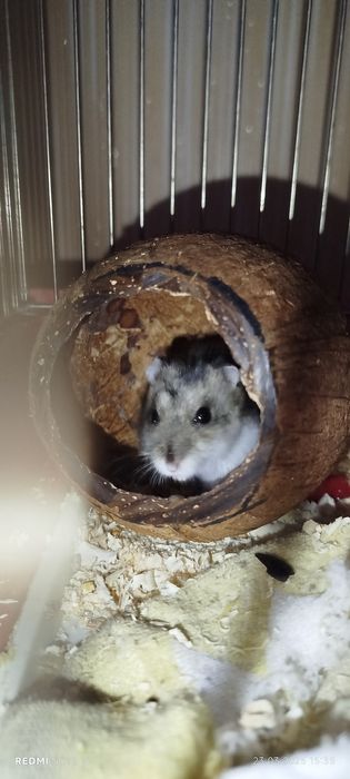 Хом'які порода джунгарики