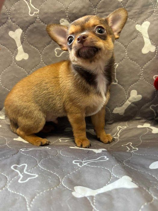 Чихуахуа два мальчика