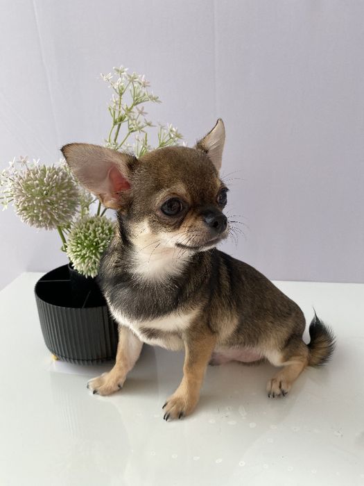 Чіхуа хлопчик гарнесенький