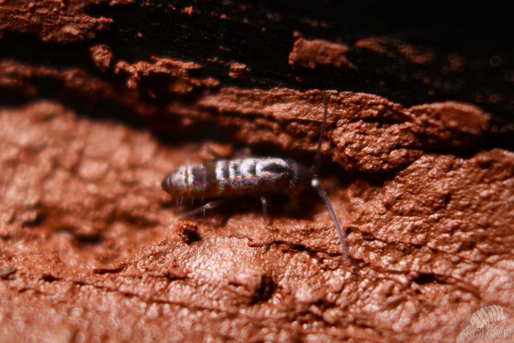 20x Tomocerus cf. minor, piękne, duże, czarne, błyszczące skoczogonki.