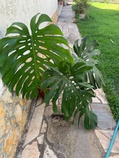 Planta  Monstera / costela de Adão