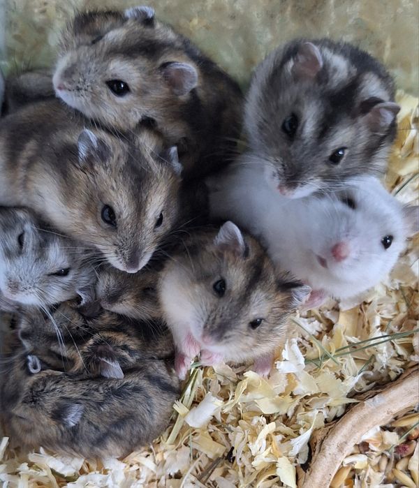 Chomki dżungarski samiczki.