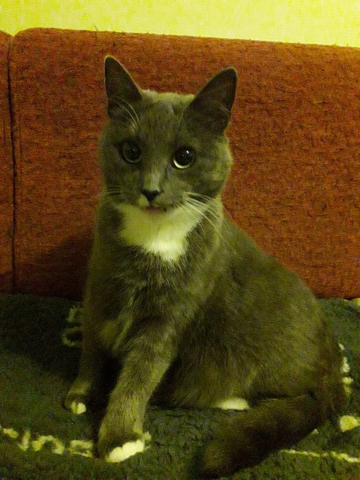 Віддам кицю в добрі руки.