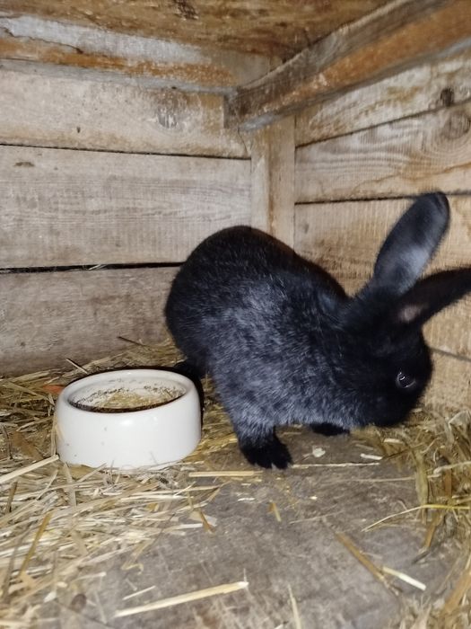 Sprzedam młode króliki samice i samce