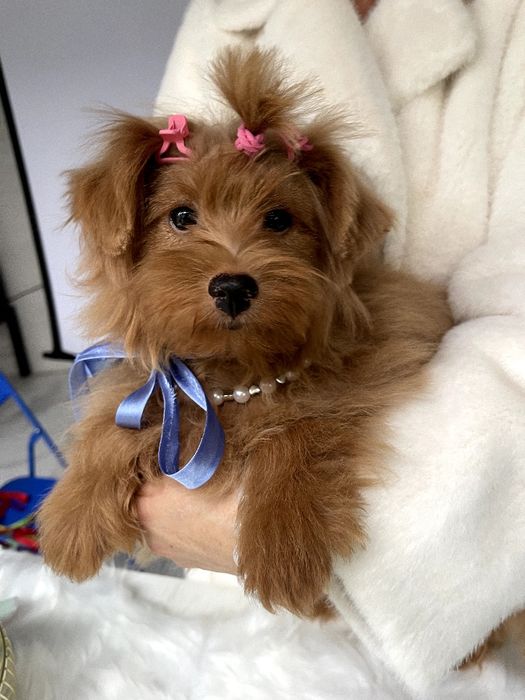 Помапу — Дівчатка-пухнастики з міжнародним паспортом