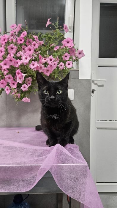 Чорна киця в добрі руки! Стерилізована