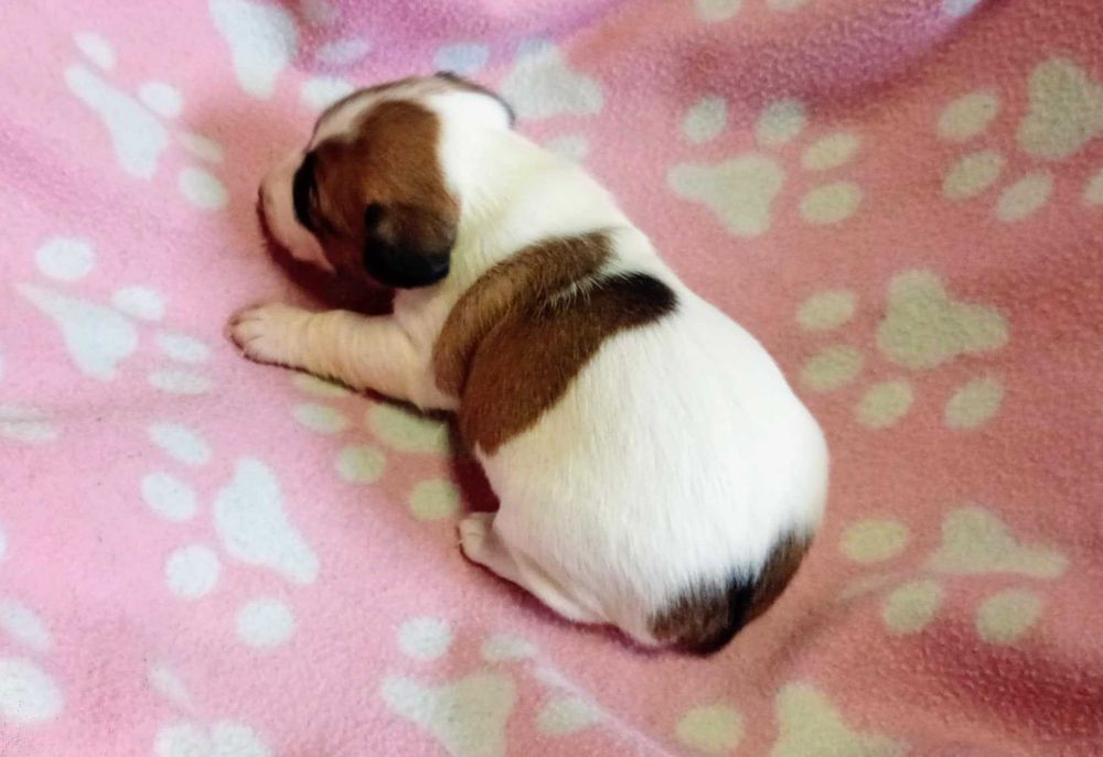 Jack Russell Terrier śliczna suczka biało- brązowa hodowla KAMA 1