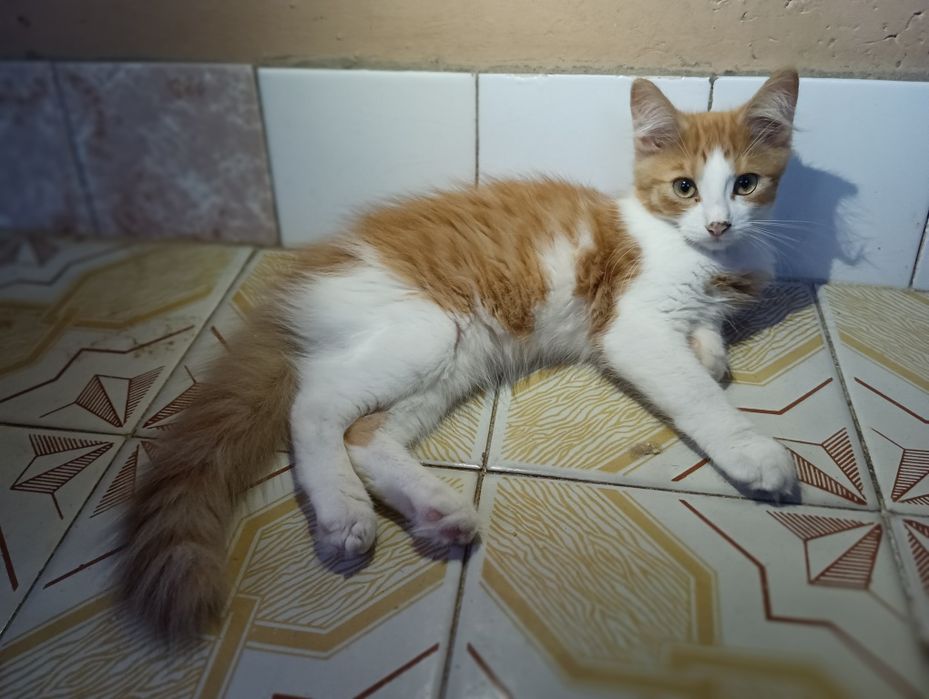 кошенята унікальної рудої кішки