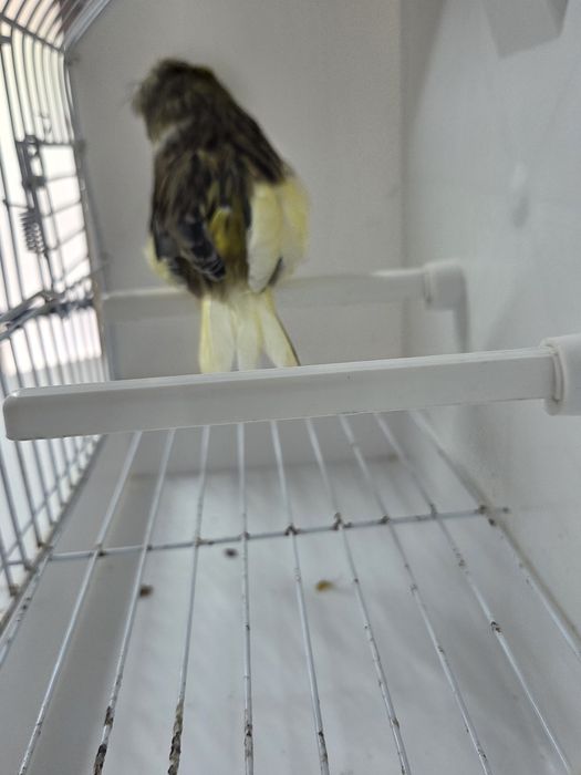 Cedo  diversos glosters