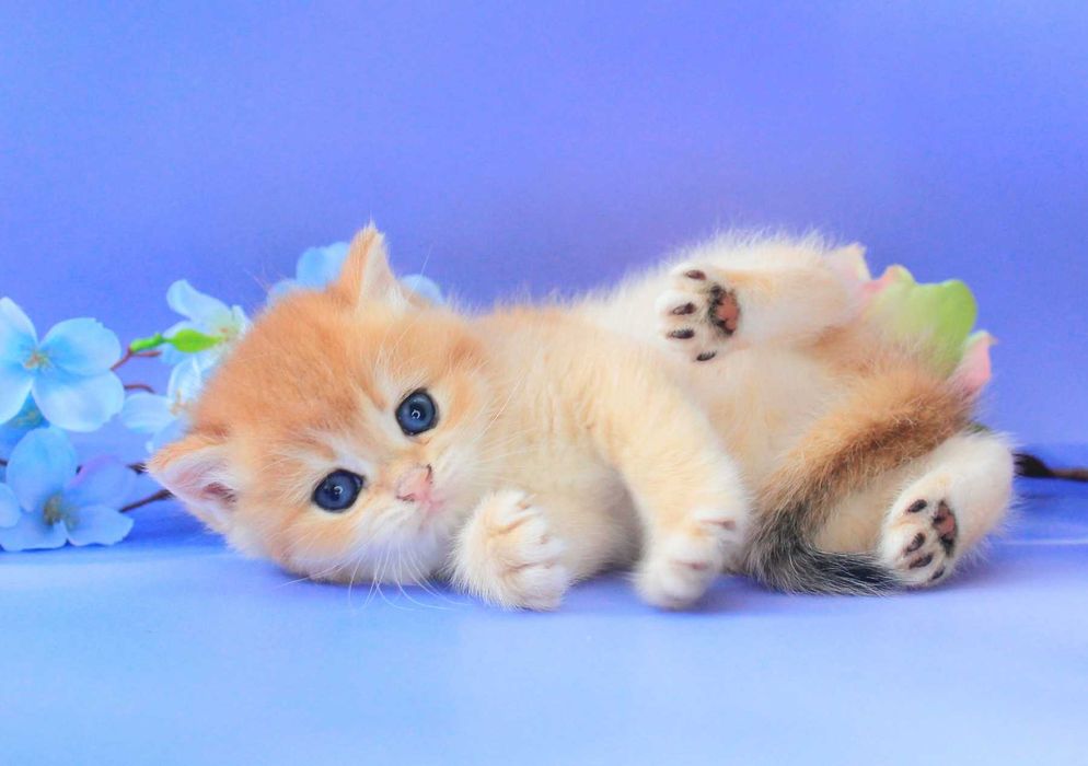 Британські Золоті хлопчик Флеш та дівчинка Фортуна