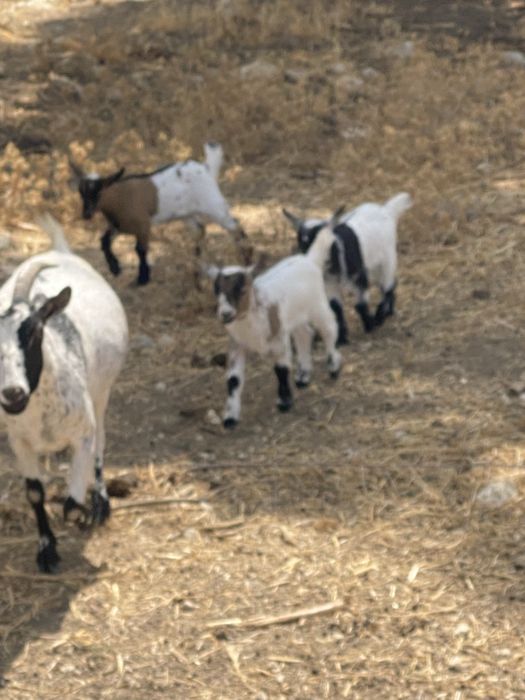 Vendo cabras anãs- cabritos nascidos inicio de janeiro