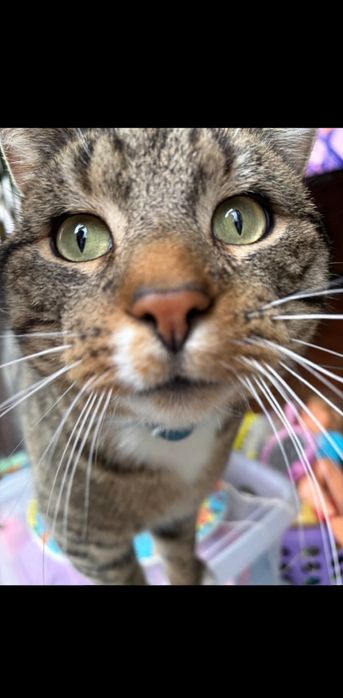 Poszukuję Kota wabi się puszek za info nagroda