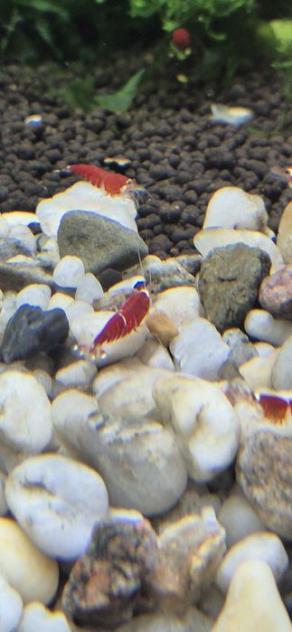Krewetki Super cristal red neocaridina