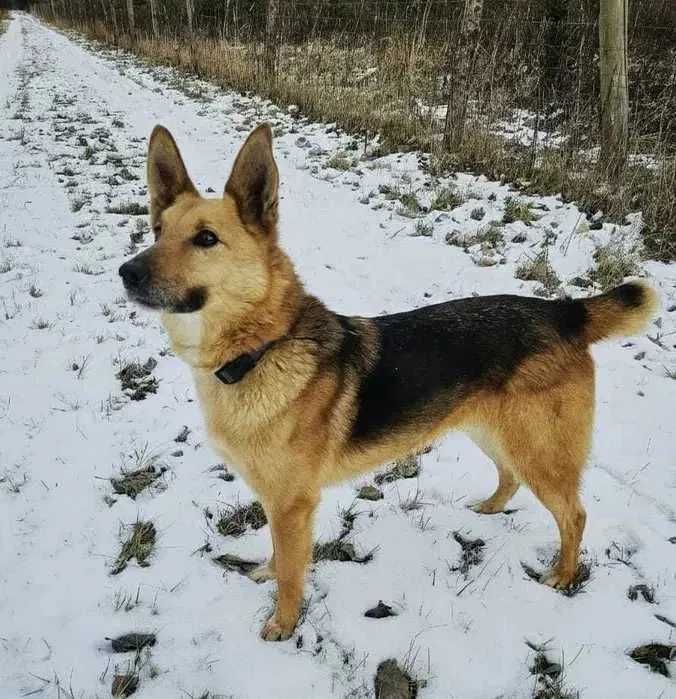 Fox nadal bez domu