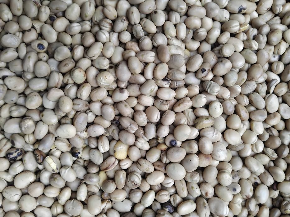 Sprzedam Bobik odmiana Bobas