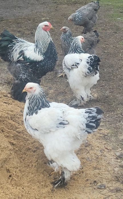 Инкубационное яйцо светлой (Колумбийской) и тёмной брамы, куры брама