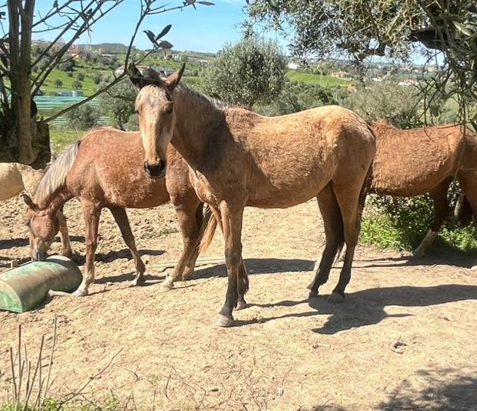 Éguas e poldras lusitanas