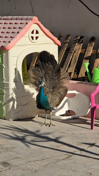 Pavões, Casais de 2025