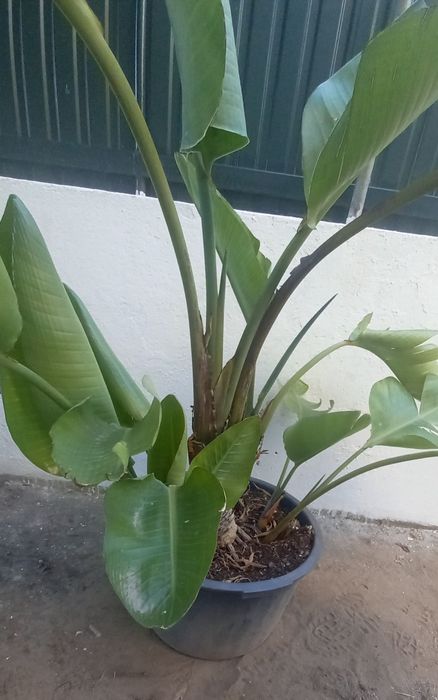 Strelitzia Nicolai/ Estrelicia