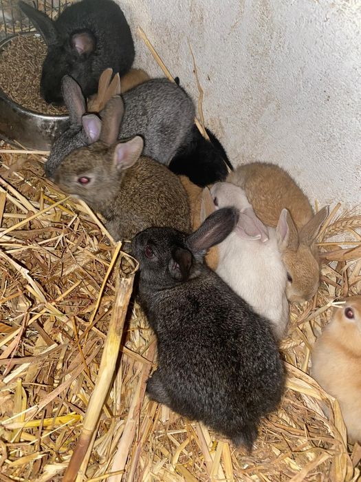 Coelhos de várias idades