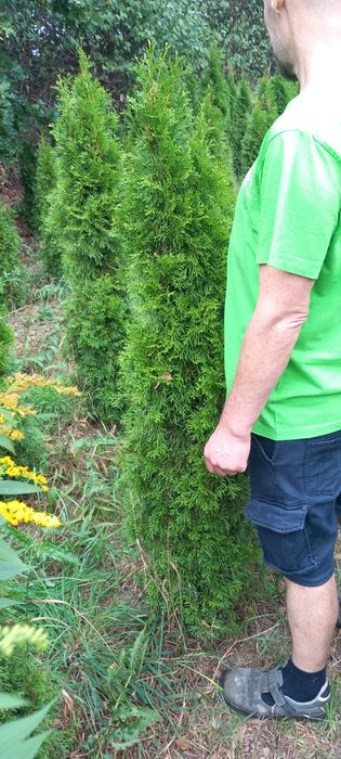 Thuja Szmaragd 120-140