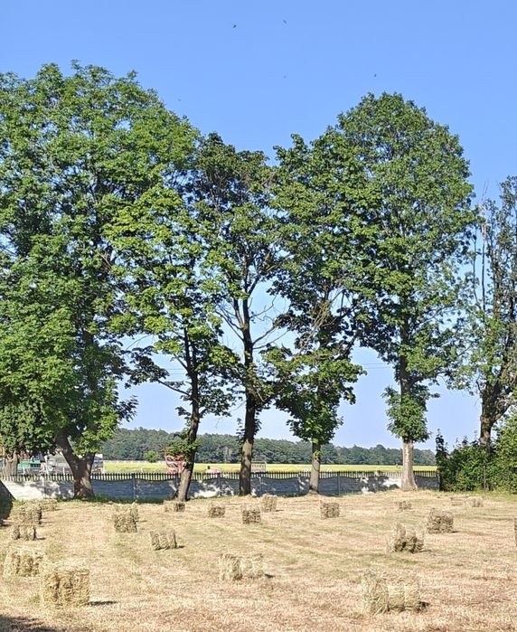 Siano w kostkach, tegoroczne, z pierwszego pokosu