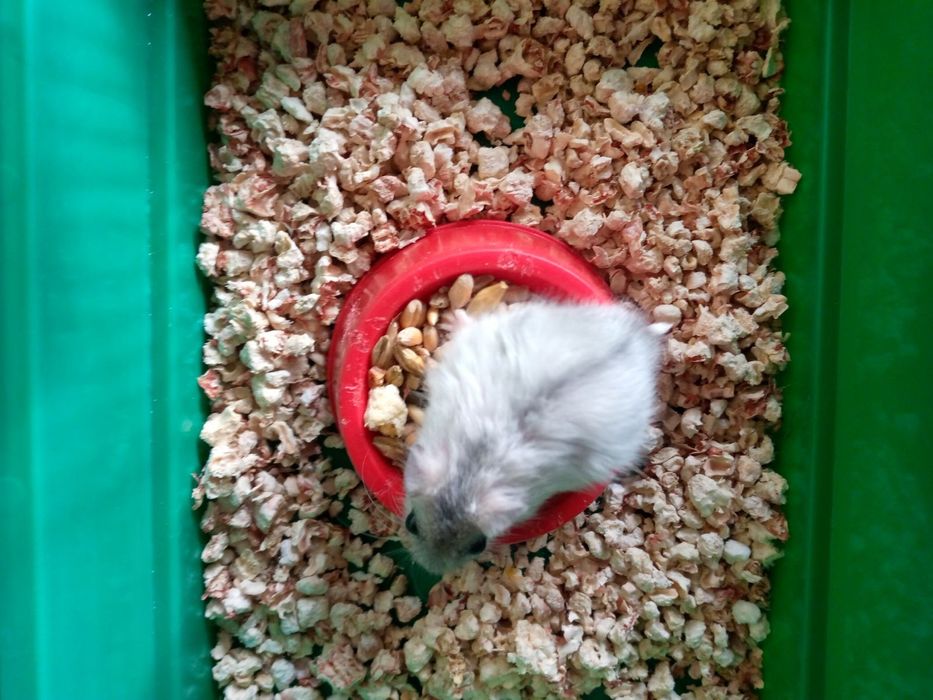 Хомячки Кременчуг