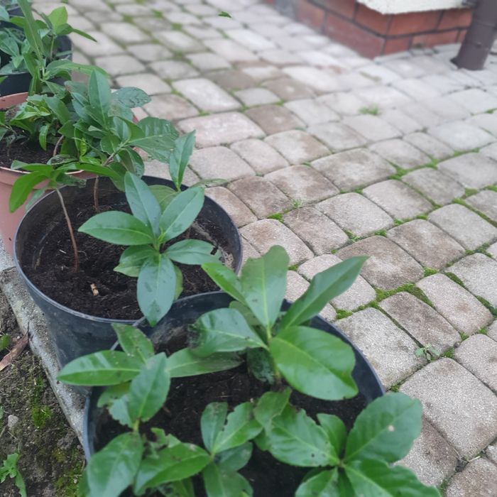 LAUROWIŚNIE  sadzonki .