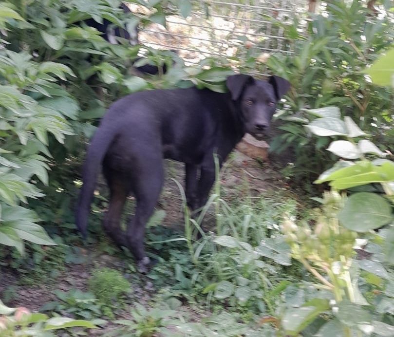 Метис питбуля щенок