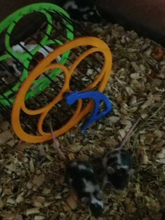 Мышки декоративные мыши разноцветные