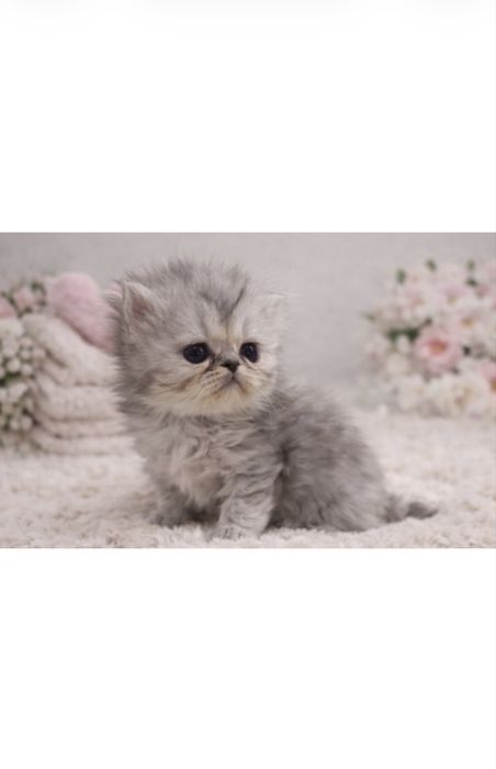 Kotka perska pers perskiego persa