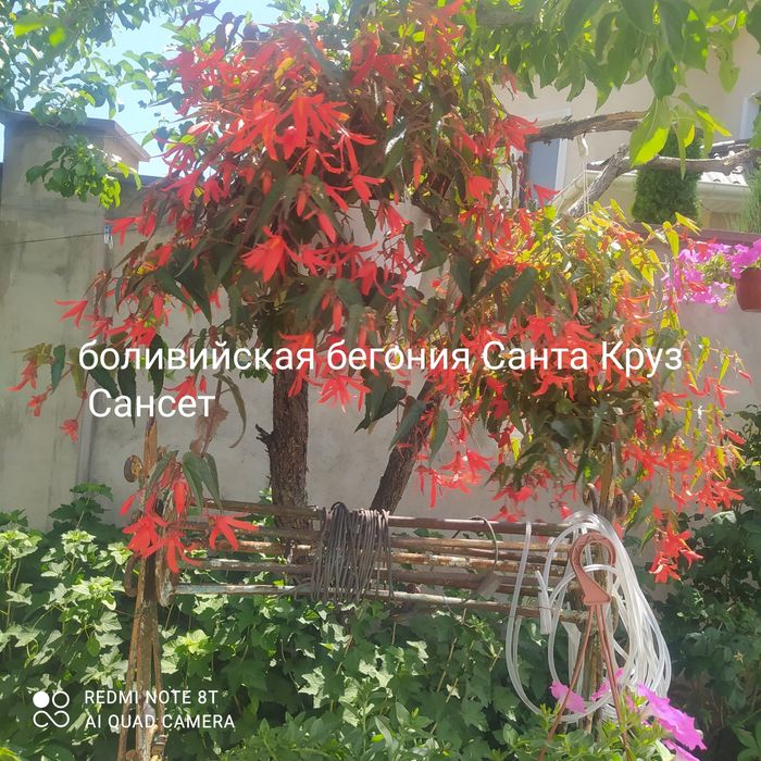 Укоренённые черенки ампельной бегонии