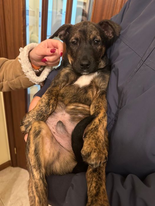 TICO - cachorro para adoção responsável