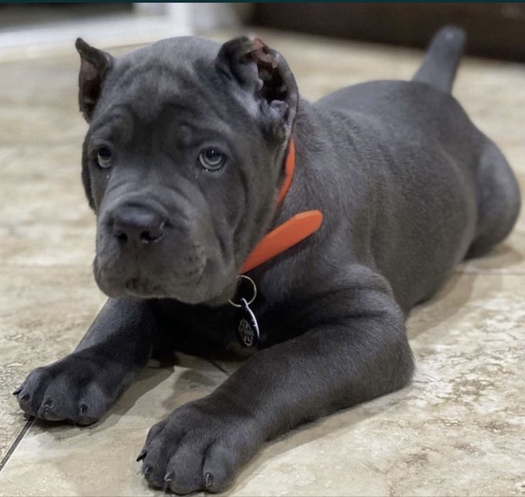Купірувані щеночки-Cane corso Italiano